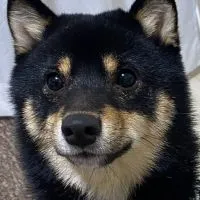 チームぽんた暴走族幹部会🐶💳