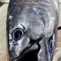 ⚓️憧れ『🐟大物魚』を釣りたい人集まれー