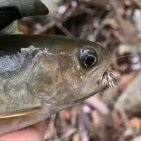 釣り方は違えど専門は同じ！渓流釣り好き集まれ！