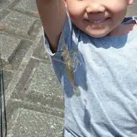 手長エビ釣り