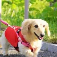 【香川】ミニチュアダックスの会 in ラティ