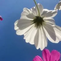 手話サークル 旭の会