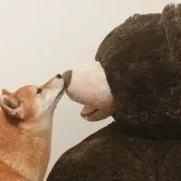 【愛知】犬友になろう会🐶🤝🏻