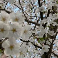 小学生のボイカラ（ボイスカラオケ）