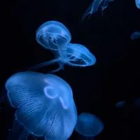 水族館好きの部屋