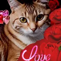 猫🐈️大事なヒゲ💘LOVEY💘集まれ🐈️