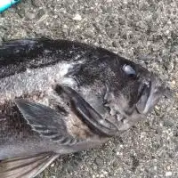 滋賀県近辺の海ルアー釣り