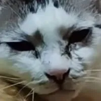 🐾チャシロ🐾