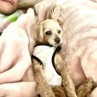 shuya配信用