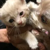 ワン🐶ニャン🐈ラブ🩷癒しのカフェ