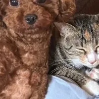 ワン🐶ニャン🐈ラブ🩷癒しのカフェ