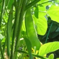 神奈川県産地場野菜！