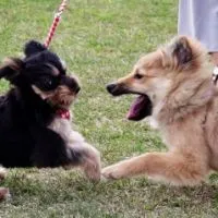 山口県愛犬情報サークル☆犬の社会化・しつけ・犬同士の交流・ドッグラン・お店・イベント情報☆