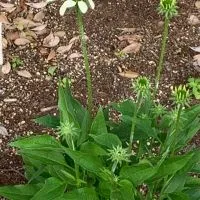 CBD🥦やメディカルハーブ🍀ハーバルスモーキング🌿で日々の生活や健康の質の向上の為に✨