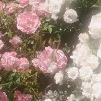  ︎︎　　愛及屋烏