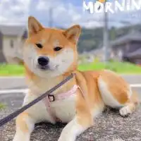 Omiyage JAPAN