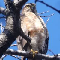 大阪周辺での野鳥情報を教えて下さい