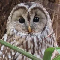 大阪周辺での野鳥情報を教えて下さい