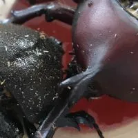 カブトムシ・クワガタ詳しいアドバイス・好きなクワカブ語り合い