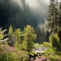 🌳森林浴🌳