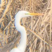 無言で野鳥の画像を載せるだけ