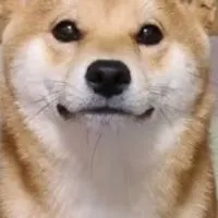 柴犬同好会