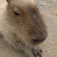 福島県民(*￣0￣)/< 集合!!  λλλλλλ.....雑談すっぺ📣