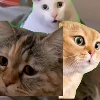 猫ミームオプ（支部）