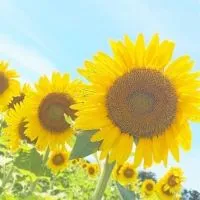 🌻東海🌻(愛知.岐阜.三重)なんでも話そう☆*:.｡. o(≧▽≦)o .｡.:*☆