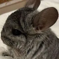 チンチラさんのばうんてぃおぷ