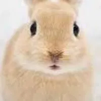 ブロフルの雑談場所