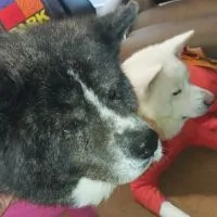 🍎🐶丸起組🐶🍏