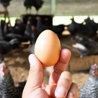 すずぴよ王国🐣🍳