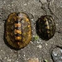 ニホンイシガメが好きな人集まれ