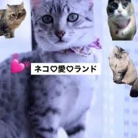 🐱猫ねこ💖愛ランド😺