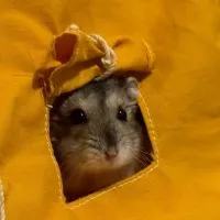 たーさん(coz)
