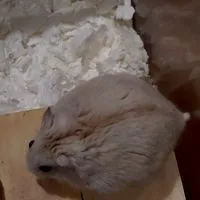 ハムスター大好きな人来て～🐹
