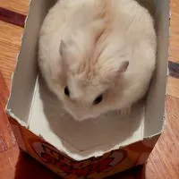 ハムスター大好きな人来て～🐹