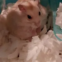 ハムスター大好きな人来て～🐹