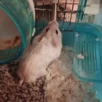 ハムスター大好きな人来て～🐹