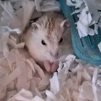ハムスター大好きな人来て～🐹