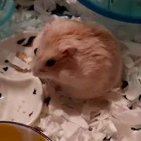 ハムスター大好きな人来て～🐹