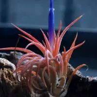 百均、ダイソー産観葉植物部