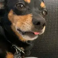 犬カフェ企画室🐶㊙️ｵﾌﾟﾁｬ