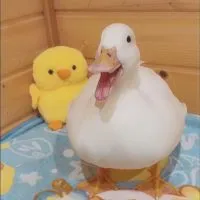 しろとちびの日常🐥🌈