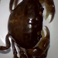 カニ・エビ愛好会！飼育・採取・釣りなんでもオッケー！