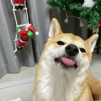 柴犬おいも🐕🍠とお兄さん👨‍💻