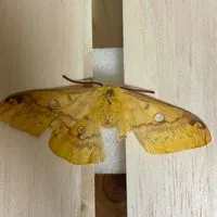 鱗翅×カブクワ×その他昆虫オプ