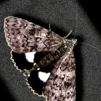 鱗翅×カブクワ×その他昆虫オプ