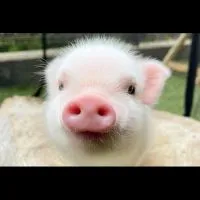 ぶた小屋育成🐖